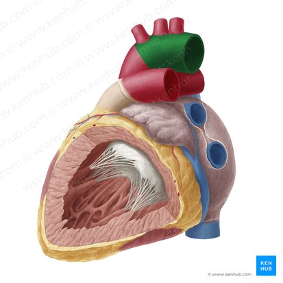 Arcus aortae (Aortenbogen); Bild: Yousun Koh