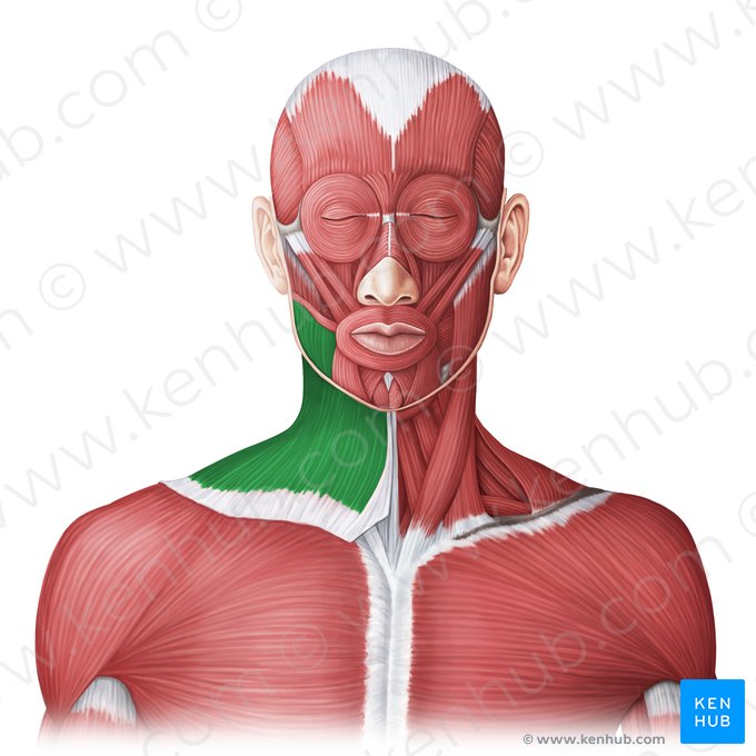 Muscle platysma (Musculus platysma); Image : Irina Münstermann