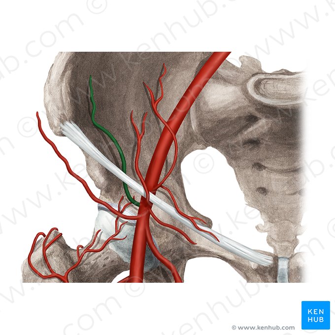 Deep circumflex iliac artery (Arteria circumflexa iliaca profunda); Image: Rebecca Betts