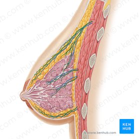 Internal thoracic artery (Arteria thoracica interna); Image: Samantha Zimmerman