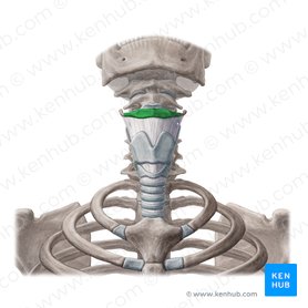 Corpo do osso hioide (Corpus ossis hyoidei); Imagem: Yousun Koh