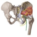 Posterior femoral cutaneous nerve