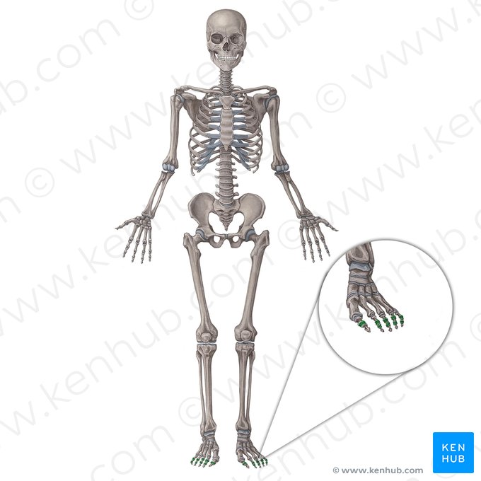 Interphalangeal joints of foot (Articulationes interphalangeae pedis); Image: Irina Münstermann