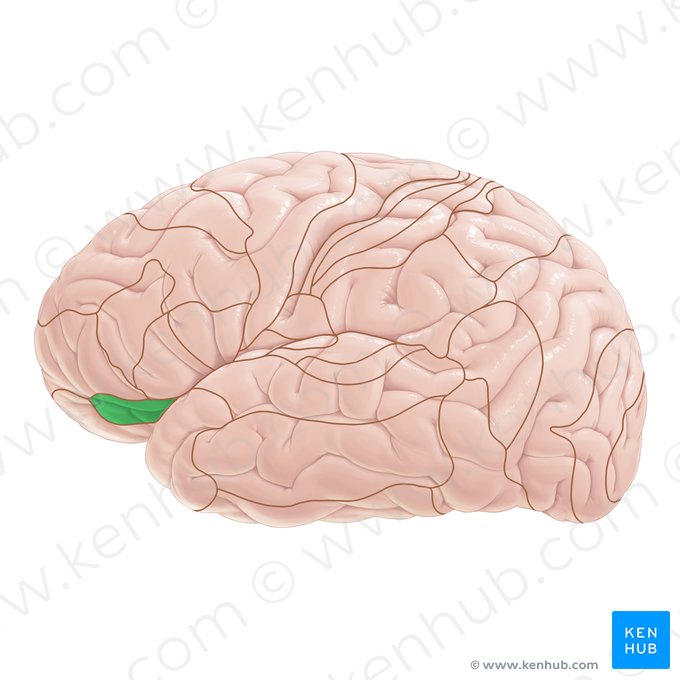 Área 47 de Brodmann (Area Brodmann 47); Imagem: Paul Kim