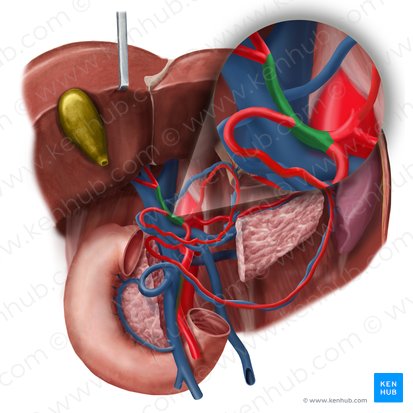 Proper hepatic artery (Arteria hepatica propria); Image: Begoña Rodriguez