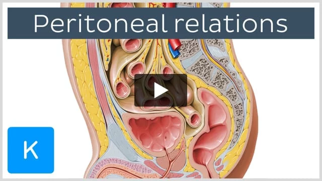 Lymphatics of abdomen and pelvis: Anatomy and drainage