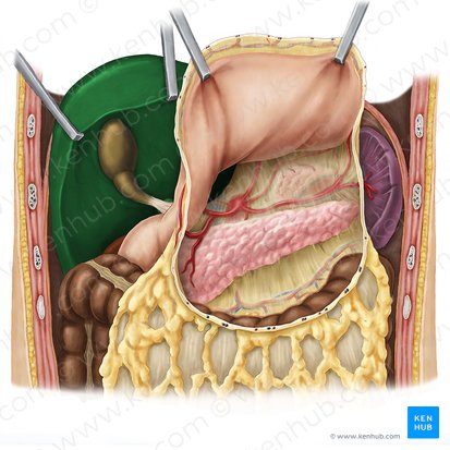 Liver (Hepar); Image: Esther Gollan