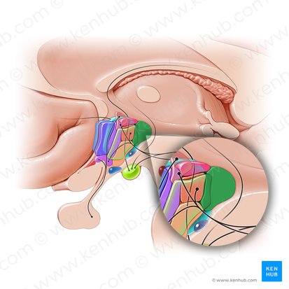 Núcleo hipotalámico posterior (Nucleus posterior hypothalami); Imagen: Paul Kim