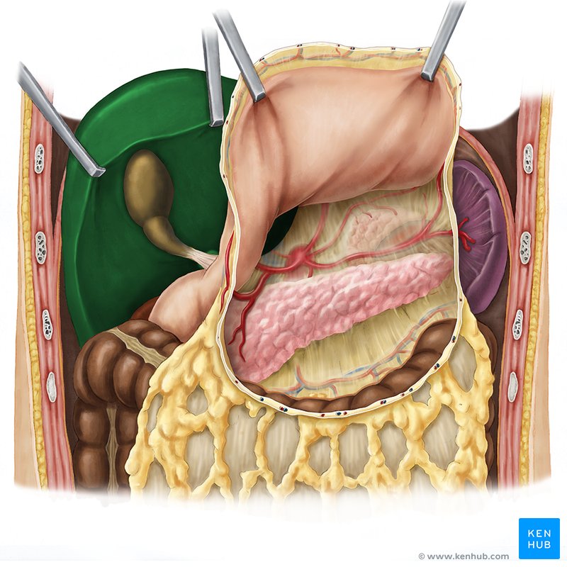 Hígado y vesícula biliar: Anatomía, ubicación y funciones | Kenhub