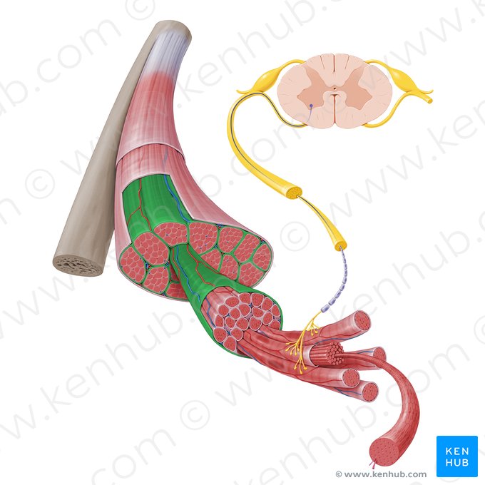 Perimisio (Perimysium); Imagen: Paul Kim