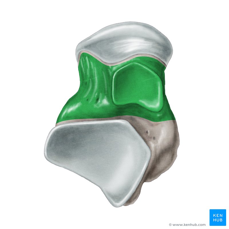 Neck of talus - cranial view