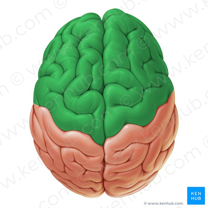 Lóbulo frontal (Lobus frontalis); Imagen: Paul Kim