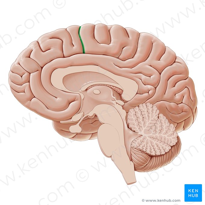 Surco paracentral (Sulcus paracentralis); Imagen: Paul Kim