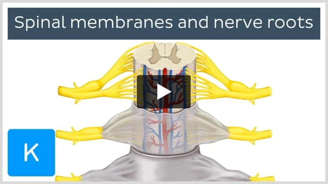 Stretch reflex: Anatomy | Kenhub