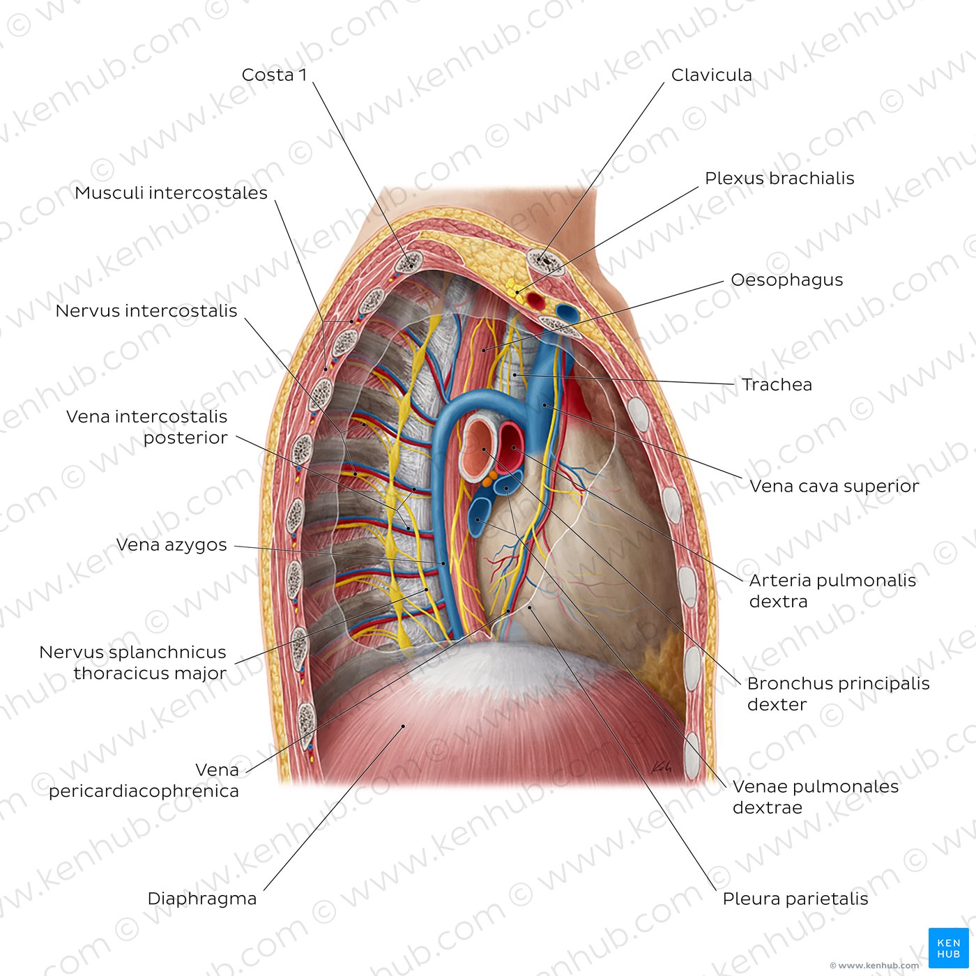 Mediastinum: Ansicht von rechts lateral