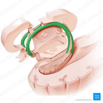 Fornix; Image : Paul Kim