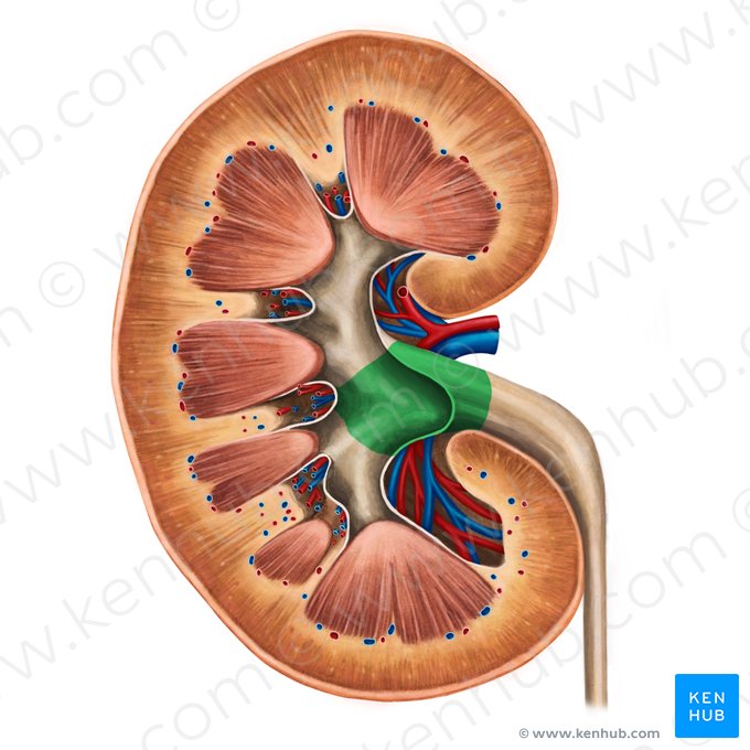 Renal pelvis (Pelvis renalis); Image: Irina Münstermann