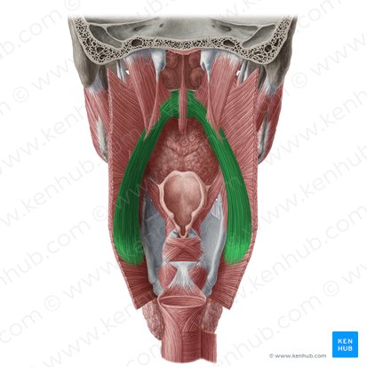 Músculo palatofaríngeo (Musculus palatopharyngeus); Imagen: Yousun Koh