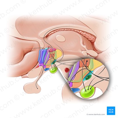 Tuberomammillary nucleus (Nucleus tuberomammillaris); Image: Paul Kim