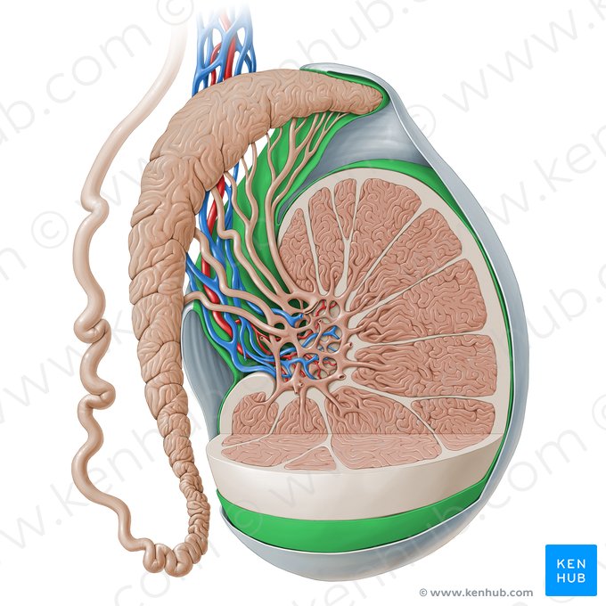 Visceral layer of tunica vaginalis of testis (Lamina visceralis tunicae vaginalis testis); Image: Paul Kim