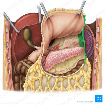 Ligamento gastroesplénico (Ligamentum gastrosplenicum); Imagen: Esther Gollan