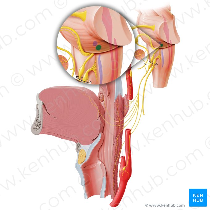 Núcleo salivatório inferior (Nucleus salivatorius inferior); Imagem: Paul Kim