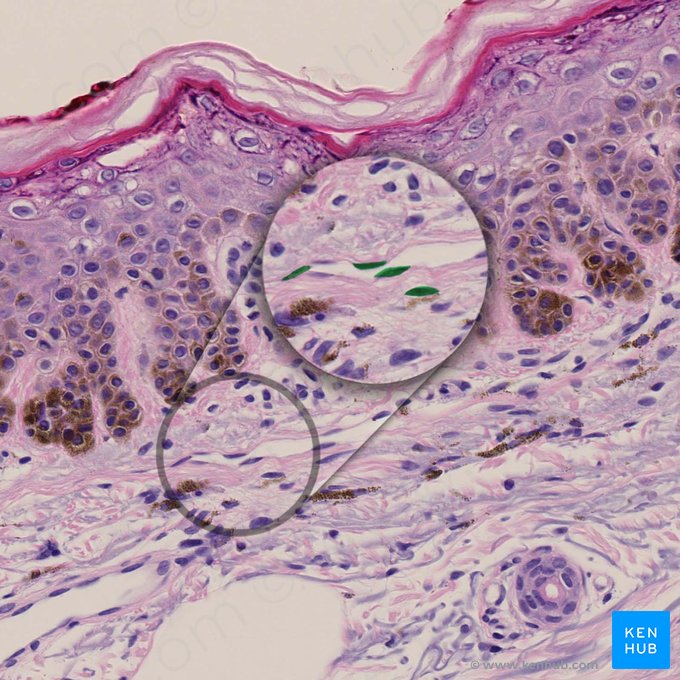 Fibrocyte (Fibrocytus); Image : 