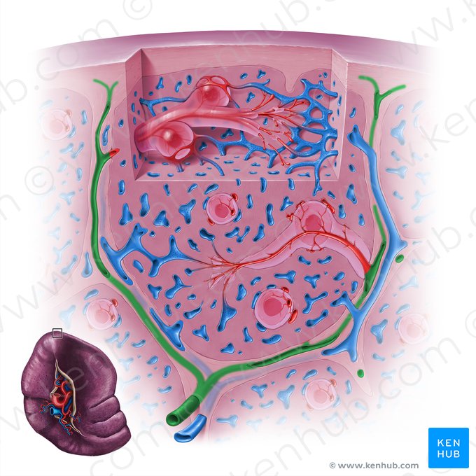 Arteria trabecularis splenis (Trabekelarterie der Milz); Bild: Paul Kim