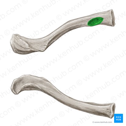 Impression for costoclavicular ligament (Impressio ligamenti costoclavicularis); Image: Samantha Zimmerman