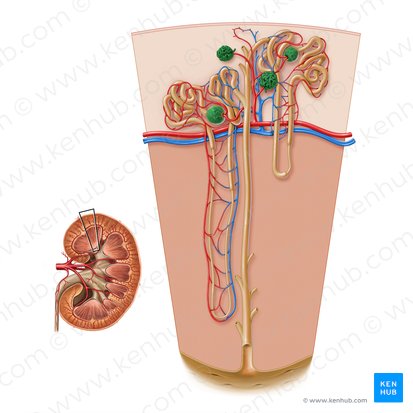 Glomerulus; Bild: Paul Kim