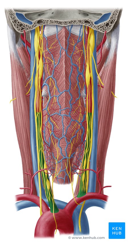 Pharynx (common carotid artery) - dorsal view