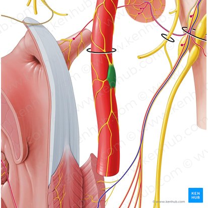 Gânglio cervical superior (Ganglion cervicale superius); Imagem: Paul Kim