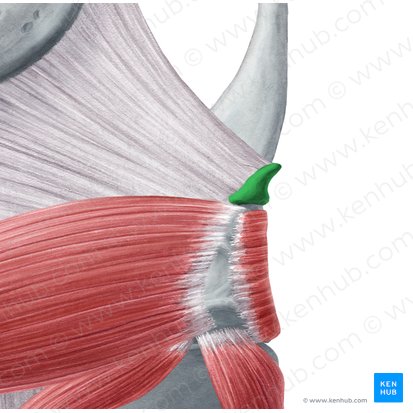 Cartilagem corniculada (Cartilago corniculata); Imagem: Yousun Koh