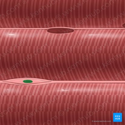 Núcleo de fibroblasto (Nucleus fibroblasti); Imagem: Tal Bavli Ziv
