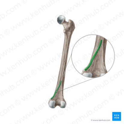 Medial supracondylar line of femur (Linea supracondylaris medialis ossis femoris); Image: Liene Znotina