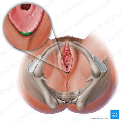 Frenulum labiorum vulvae (Frenulum der kleinen Schamlippen); Bild: Paul Kim