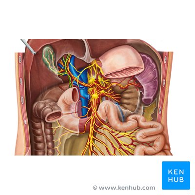 Celiac (solar) plexus