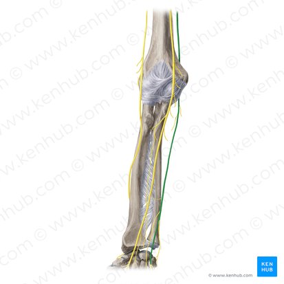 Ulnar nerve (Nervus ulnaris); Image: Yousun Koh