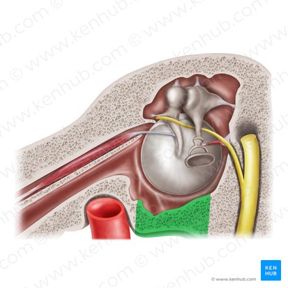 Jugular wall of tympanic cavity (Paries jugularis cavitatis tympani); Image: Mao Miyamoto