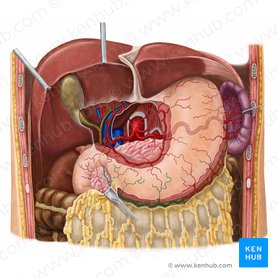 Arteria gastro-omental derecha (Arteria gastroomentalis dextra); Imagen: Irina Münstermann