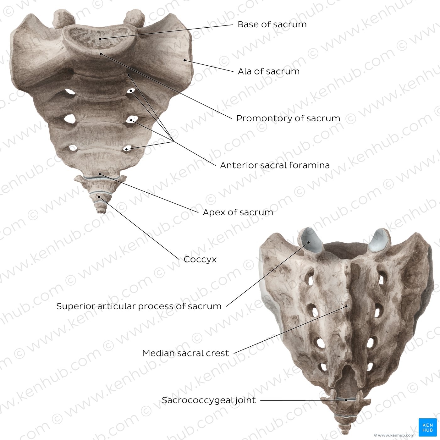 Figure 5. Sacrum and coccyx (overview)