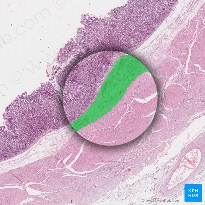 Submucosa (Tela submucosa); Imagen: 