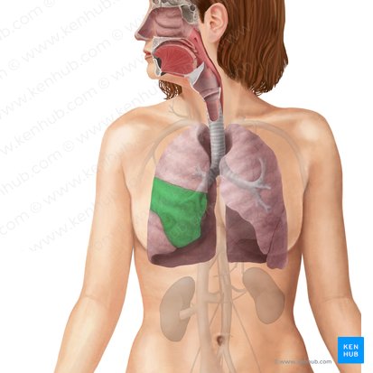 Lóbulo medio del pulmón derecho (Lobus medius pulmonis dextri); Imagen: Begoña Rodriguez