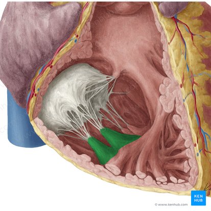 Anterior papillary muscle of right ventricle (Musculus papillaris anterior ventriculi dextri); Image: Yousun Koh
