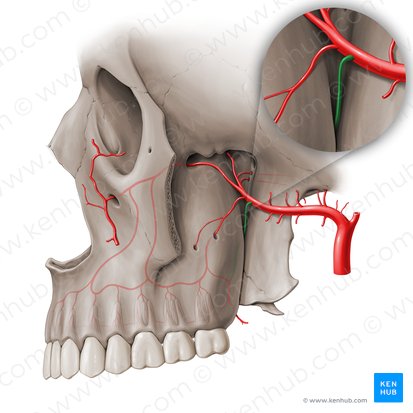 Descending palatine artery (Arteria palatina descendens); Image: Paul Kim