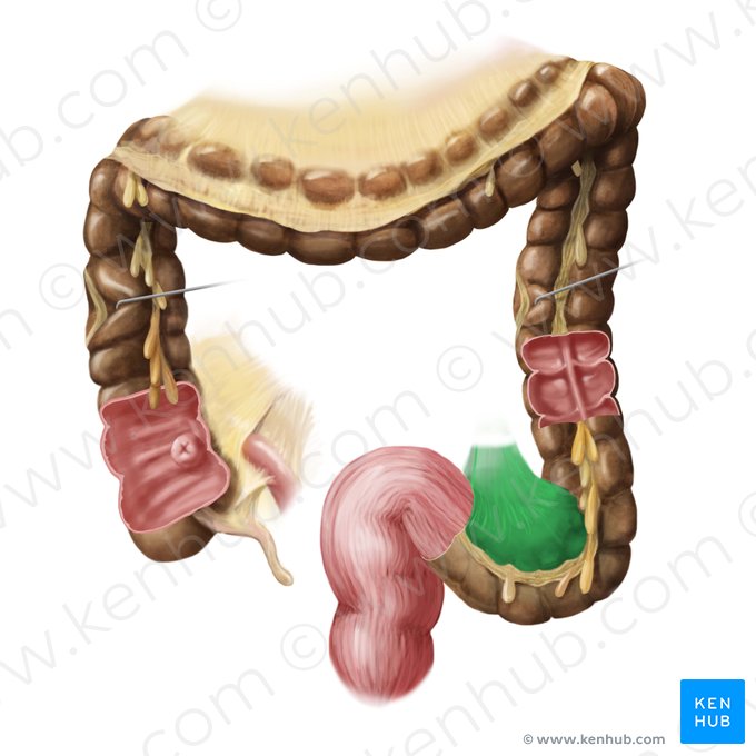 Mésocôlon sigmoïde (Mesocolon sigmoideum); Image : Begoña Rodriguez