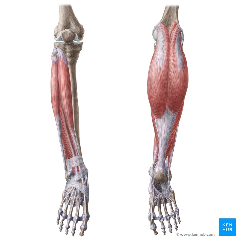 Leg muscles: tibialis anterior, extensor digitorum longus, fibularis tertius, extensor hallucis longus, gastrocnemius, soleus, plantaris, popliteus, flexor digitorum longus, flexor hallucis longus, tibialis posterior, fibularis longus, fibularis brevis