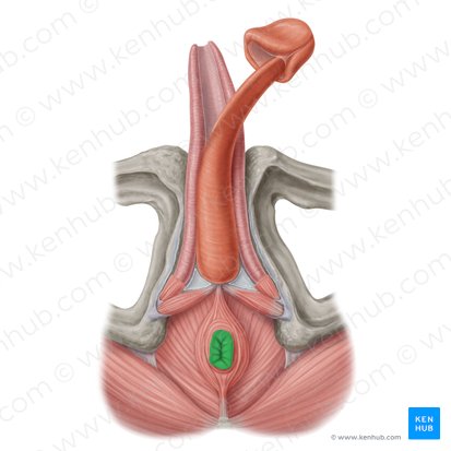 Ânus (Anus); Imagem: Samantha Zimmerman