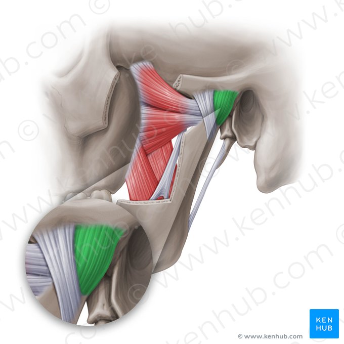 Cápsula articular de la articulación temporomandibular (Capsula articularis temporomandibularis); Imagen: Paul Kim