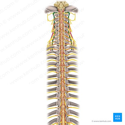Arteria vertebralis (Wirbelarterie); Bild: Rebecca Betts